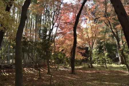 地蔵院・紅葉２０１７（６）