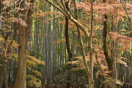 地蔵院・紅葉２０１７（7）