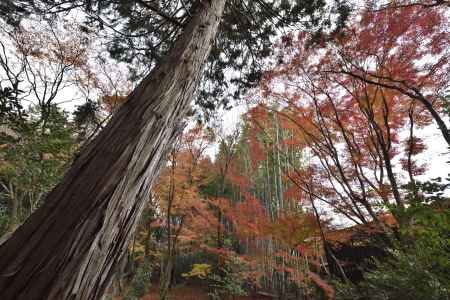地蔵院・紅葉２０１７（８）