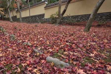 地蔵院・紅葉２０１７（１０）