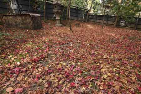 祇王寺・紅葉２０１７（９）