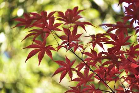 永観堂・紅葉２０１７（２２）