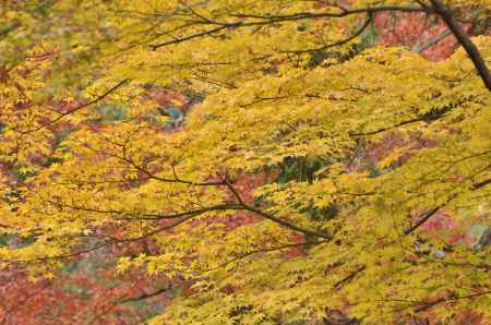 南禅寺・紅葉２０１７（４）