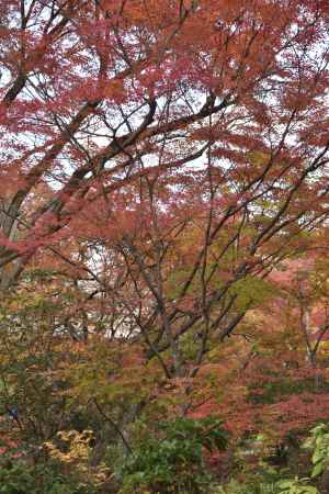 宝筐院２０１７（５）
