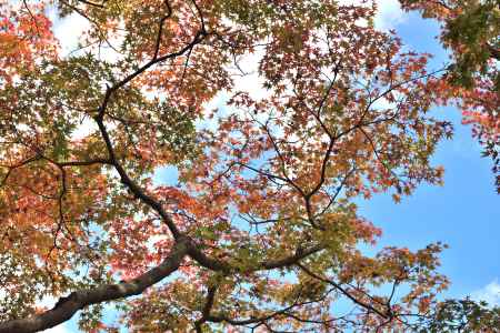 宝厳院2017（２）