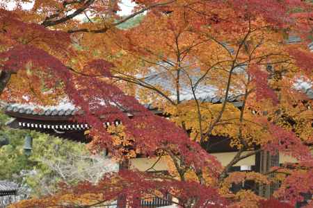 南禅寺・紅葉２０１７（７）