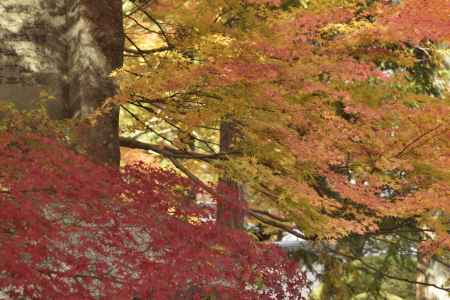 南禅寺・紅葉２０１７（１０）