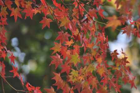 天龍寺・紅葉２０１７（８）