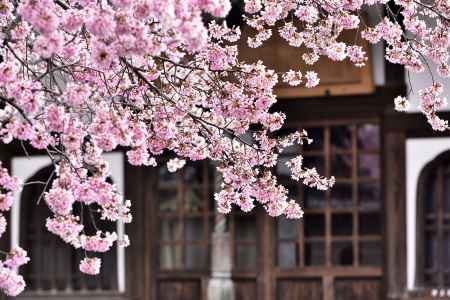 長徳寺（３）　おかめ桜