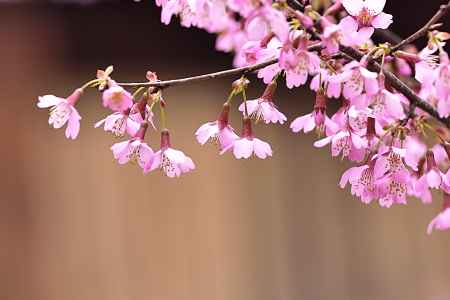 長徳寺（４）　おかめ桜
