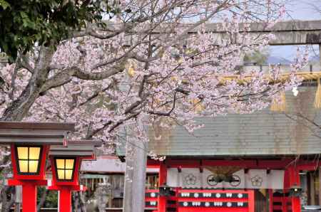 車折神社（２）河津桜