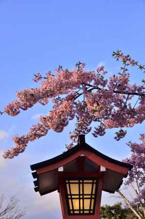車折神社（６）河津桜