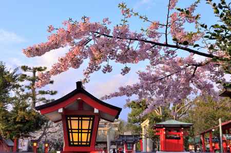 車折神社（７）　河津桜