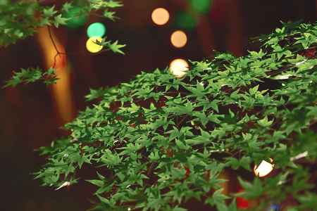 京の七夕2019　北野天満宮（１０）