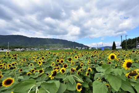 大原野のひまわり畑（１）