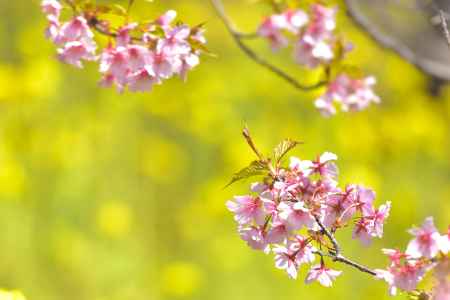 淀水路　河津桜（2022年3月16日）scene４