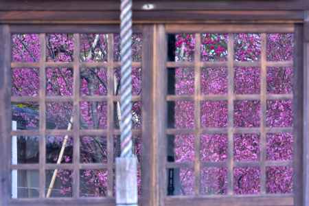 長徳寺　（2022年3月15日）scene3