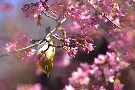 長徳寺　（2022年3月15日）scene6