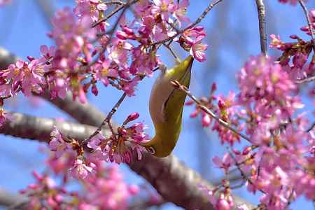 長徳寺　（2022年3月15日）scene7