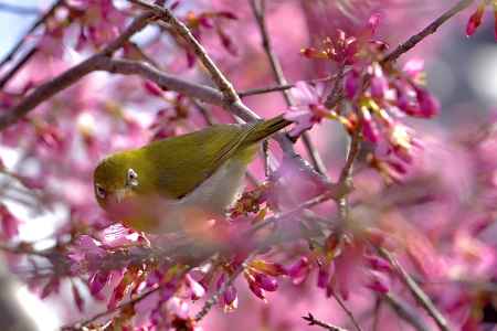 長徳寺　（2022年3月15日）scene8