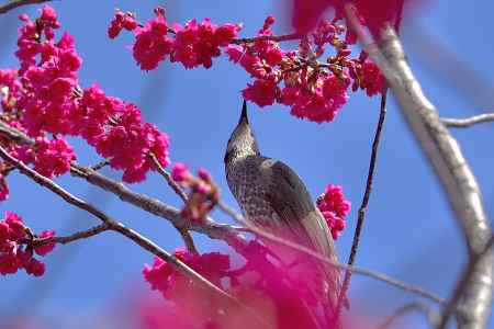 長徳寺　（2022年3月15日）scene11