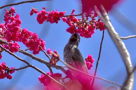 長徳寺　（2022年3月15日）scene12