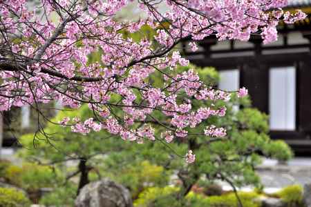 三十三間堂　（2022年3月21日）　scene1