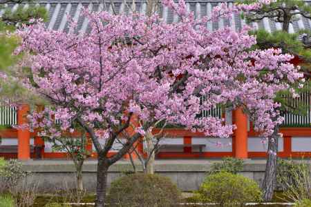 三十三間堂　（2022年3月21日）scene４