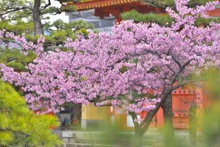 三十三間堂　（2022年3月21日）scene5