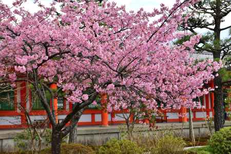 三十三間堂　（2022年3月21日）scene9