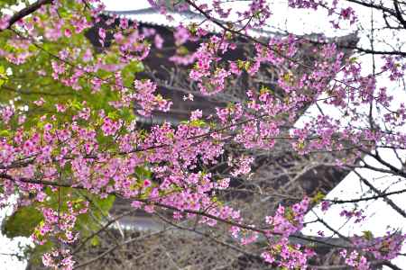 東寺　（2022年3月21日）scene1