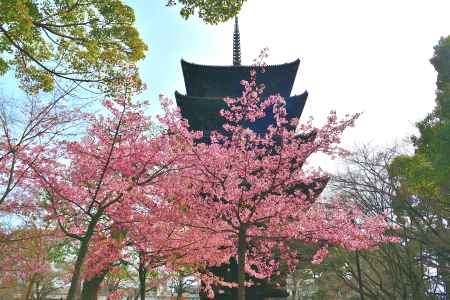 東寺　（2022年3月21日）scene2