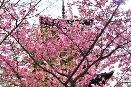 東寺　（2022年3月21日）scene3