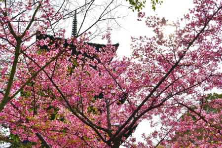 東寺　（2022年3月21日）scene4