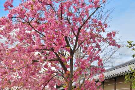 東寺　（2022年3月21日）scene5