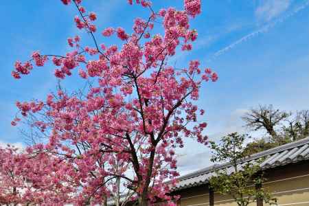 東寺　（2022年3月21日）scene6