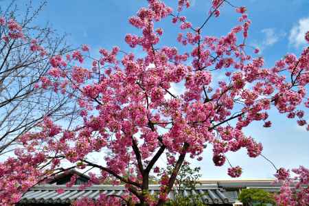 東寺　（2022年3月21日）scene7