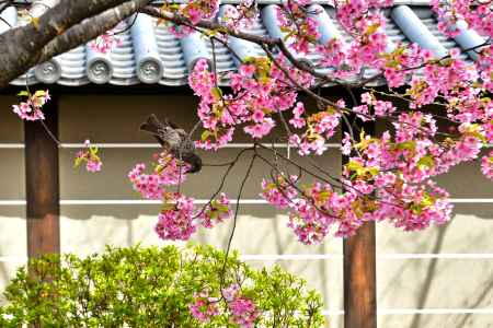 東寺　（2022年3月21日）scene8