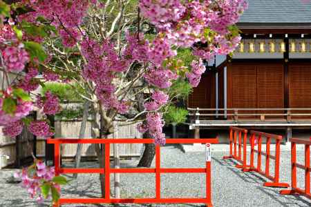 東寺　（2022年3月21日）scene9