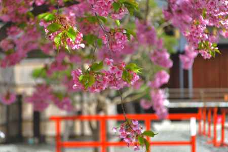 東寺　（2022年3月21日）scene10