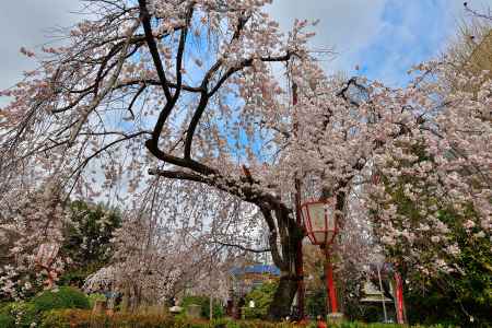 長建寺　（2022年3月24日）scene１