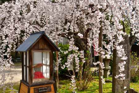 長建寺　（2022年3月24日）scene5