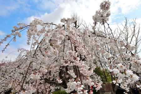 長建寺　（2022年3月24日）scene11