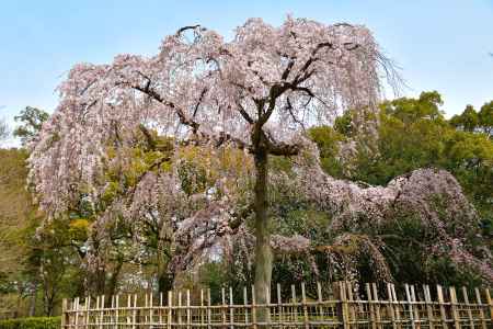 御所　出水の桜（2022年3月25日）　Scene１