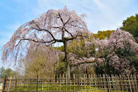 御所　出水の桜（2022年3月25日）　Scene２