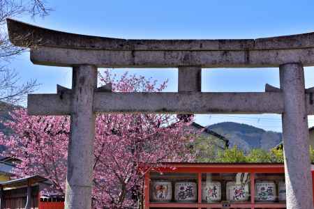 車折神社　（2022年3月27日） scene２