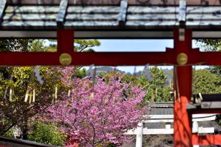 車折神社　（2022年3月27日） scene３