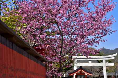 車折神社　（2022年3月27日） scene４