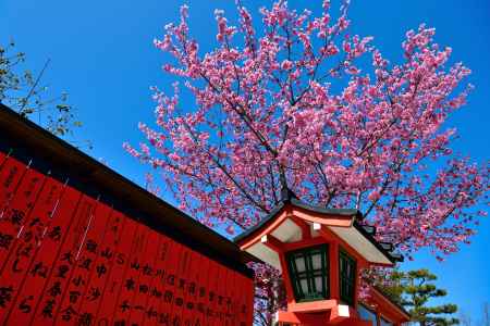 車折神社　（2022年3月27日） scene５