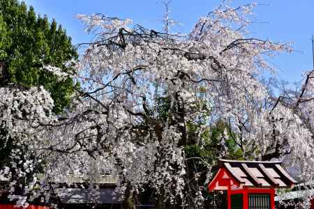 車折神社　（2022年3月27日） scene６